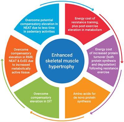 hypocaloric és hypercaloric étrenda hypocaloric és hypercaloric étrenda